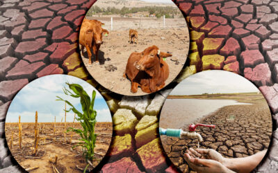 !25 paises se estan quedando sin agua! una cuarta parte de la poblacion mundial entrara en crisis